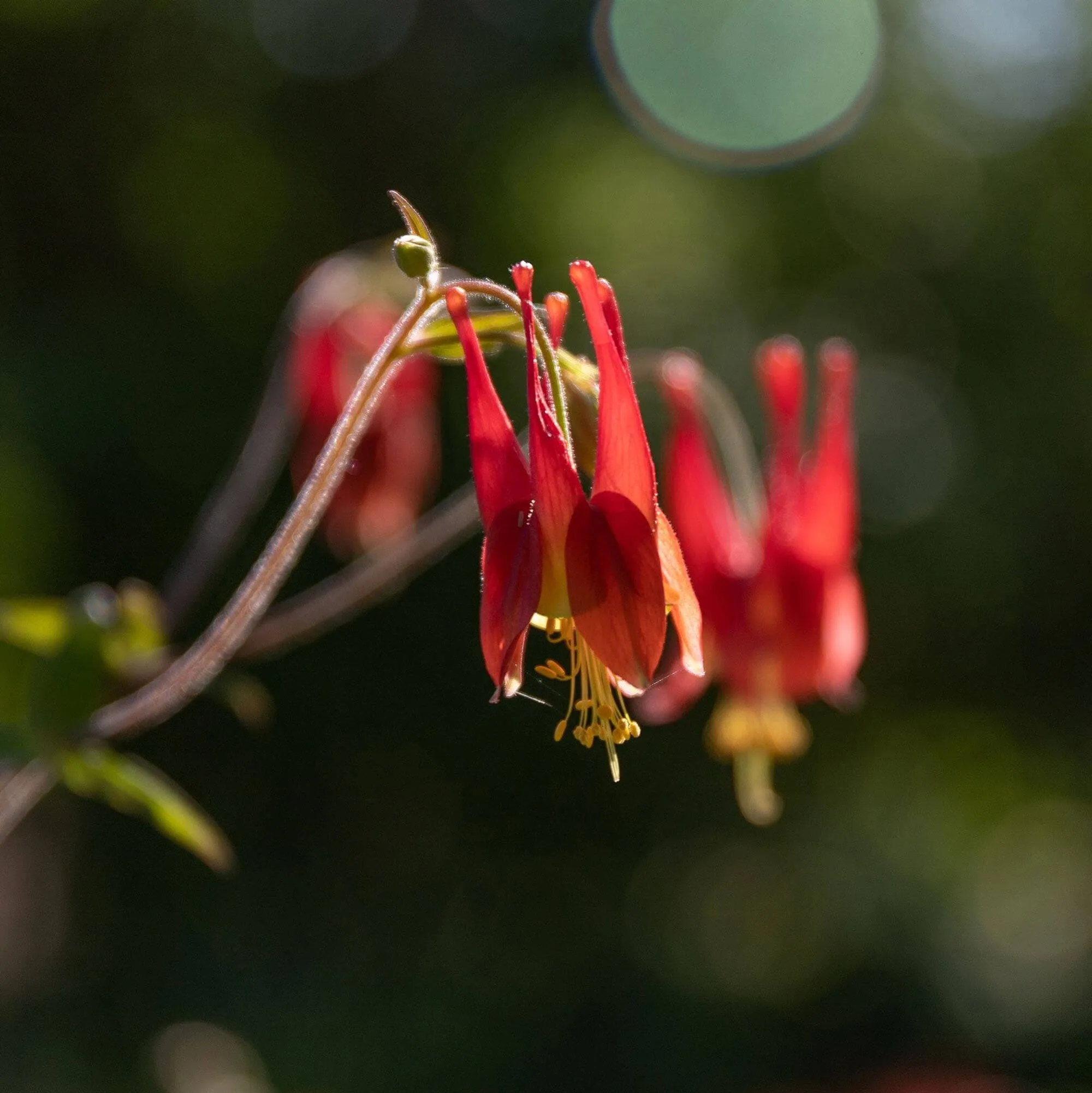 Eastern Red Columbine Seed Pack