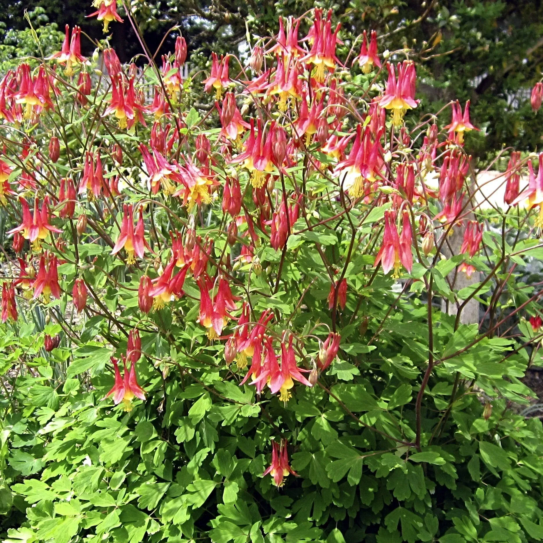 Eastern Red Columbine Seed Pack